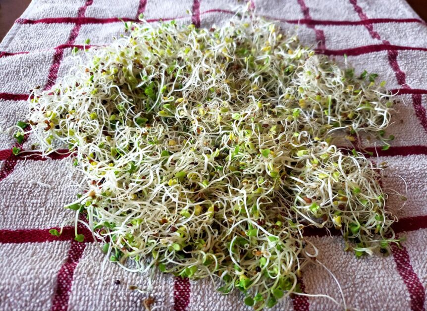 Finished sprouts