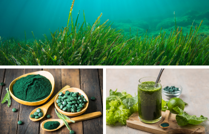 algae for omega-3 fatty acids